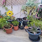 Life Carabassi